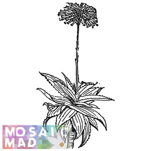 Flower ALOE 1 PATTERN