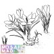 Flower: CROCUS 1 Pattern