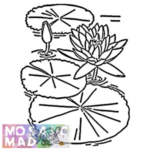 Flower: WATERLILIES 1 Pattern