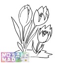 Flower: CROCUS 4 Pattern