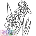 Flower: IRIS 2 Pattern