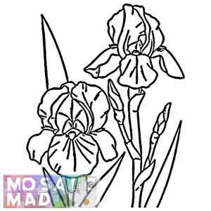 Flower: IRIS 2 Pattern