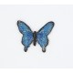 Butterfly : Blues with Black Edge 