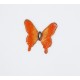 Butterfly : Oranges with Black Edge 