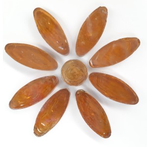DAISY -  AMBER Petals (8) with AMBER Centre