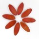 DAISY - RED Petals (8) WHITE Centre